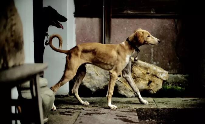 青島別墅景觀設計 青島別墅景觀設計