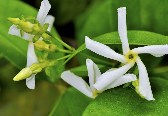 青島別墅庭院設計之風車茉莉 青島別墅庭院設計之風車茉莉