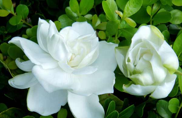 青島庭院設計之梔子花 青島庭院設計之梔子花