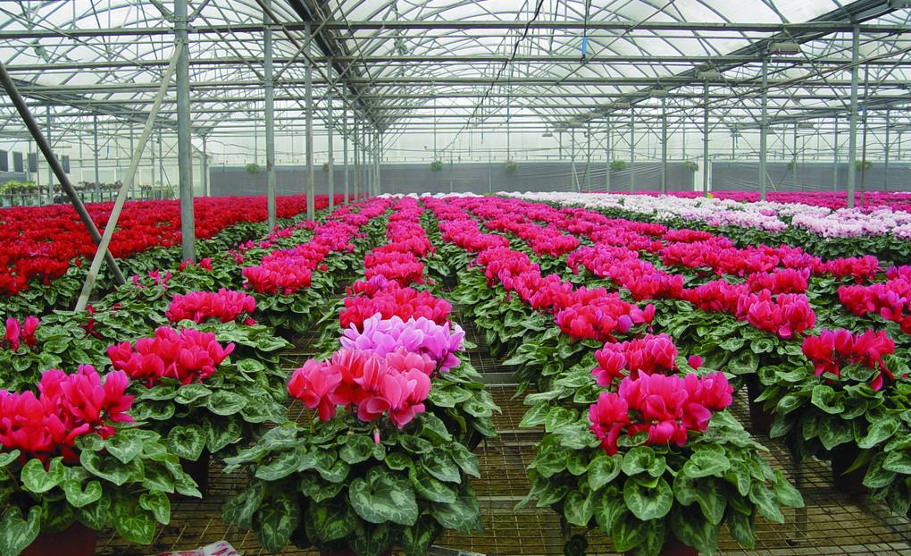 溫室花草的通常拾掇,青島庭院設計 溫室花草的通常拾掇,青島庭院設計