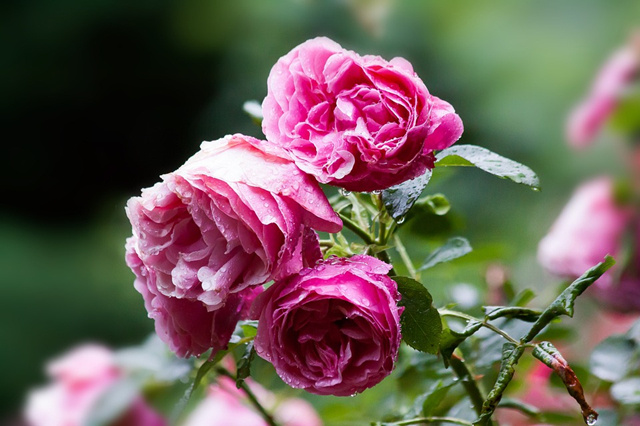 現代風格別墅庭院設計