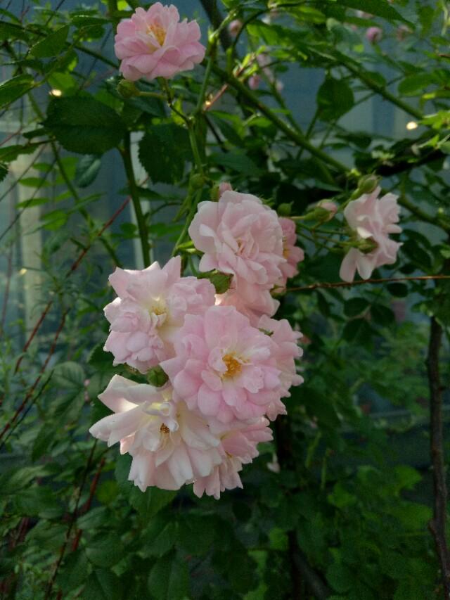 青島庭院設(shè)計(jì) 青島庭院設(shè)計(jì)