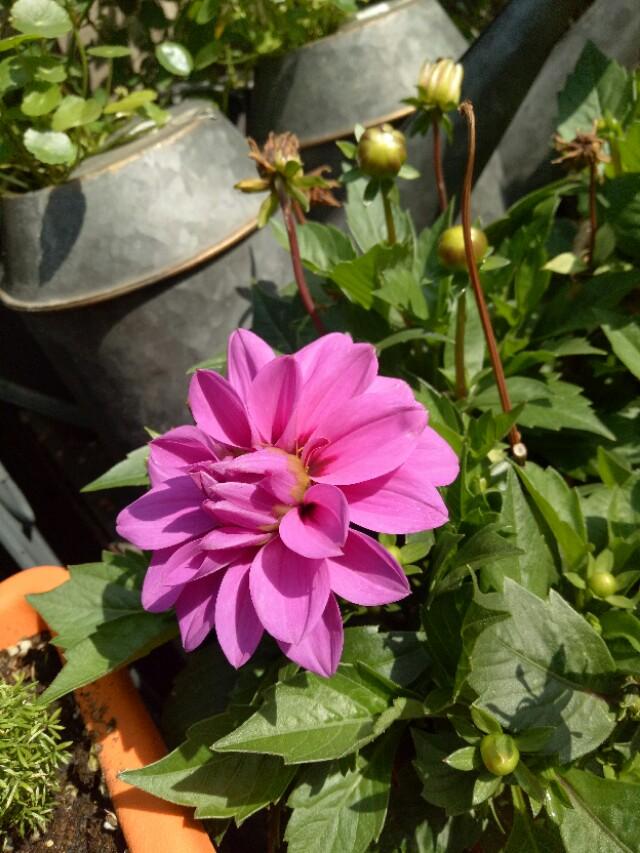 別墅庭院景觀設(shè)計(jì) 別墅庭院景觀設(shè)計(jì)