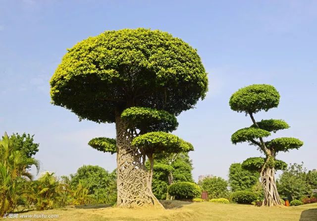 榕樹(shù) 榕樹(shù)