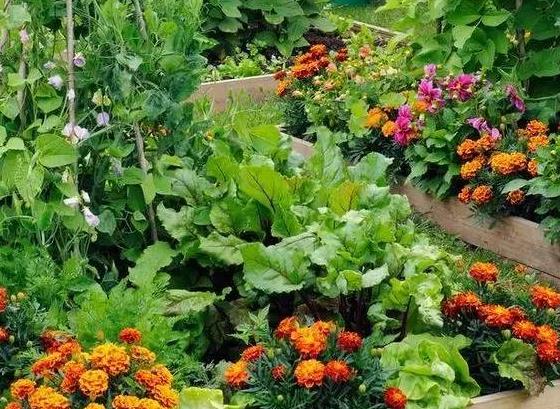 青島庭院設計 青島庭院設計