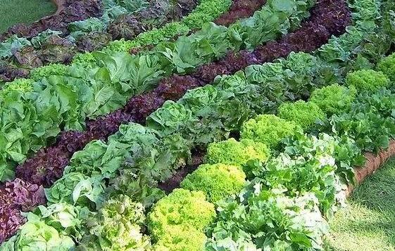 青島花園設計公司