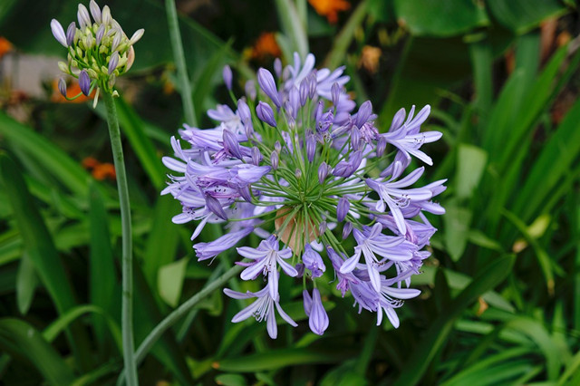 青島別墅庭院設計