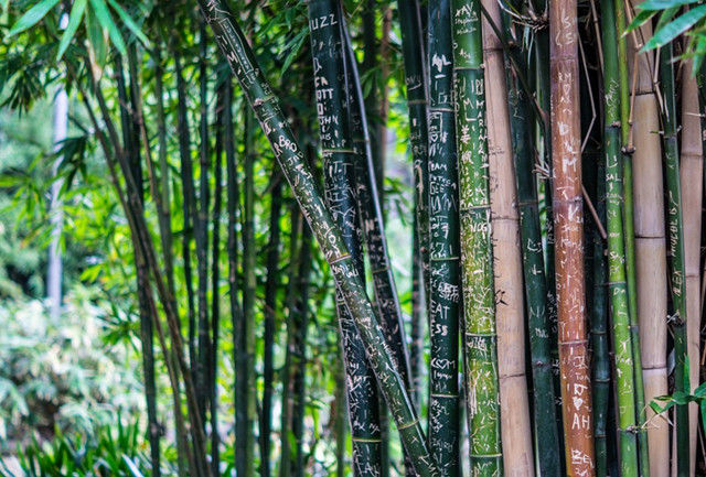 這10種樹，宜栽于庭院入口，你種對了么？