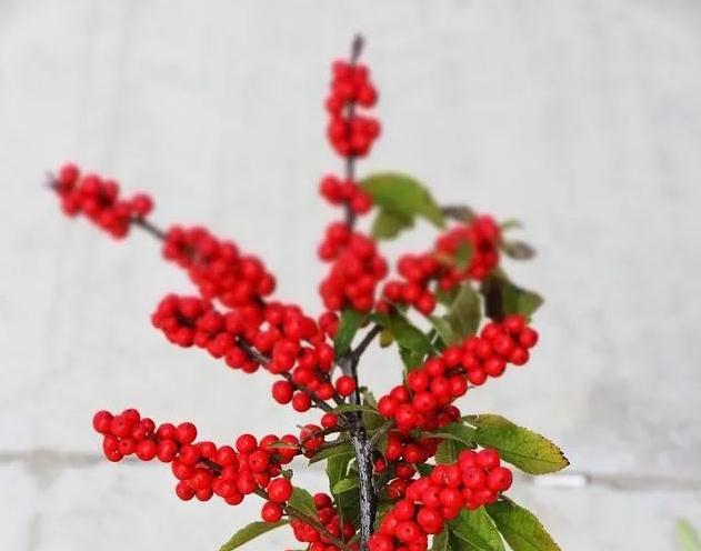 冬天別墅庭院設(shè)計施工美出天際的五大耐低溫“寶貝植物”