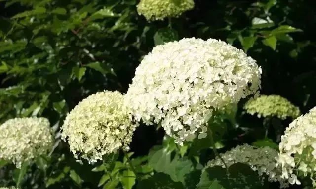 夏天來襲！你的小院里確定不裝扮上這么美的繡球花？