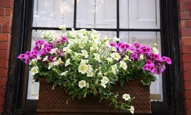 窗臺也能造花園？好有生命力！