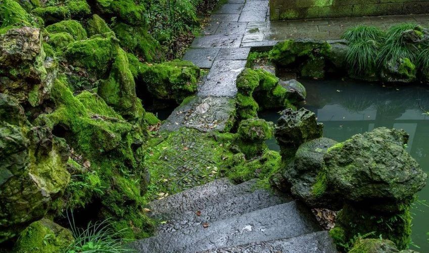 庭院養(yǎng)苔，清新又雅致~