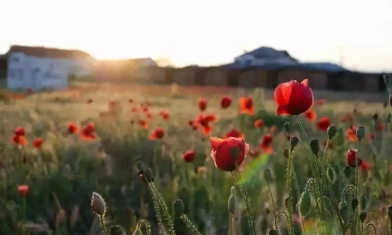 花園植物色彩語言，讓植物為你說話