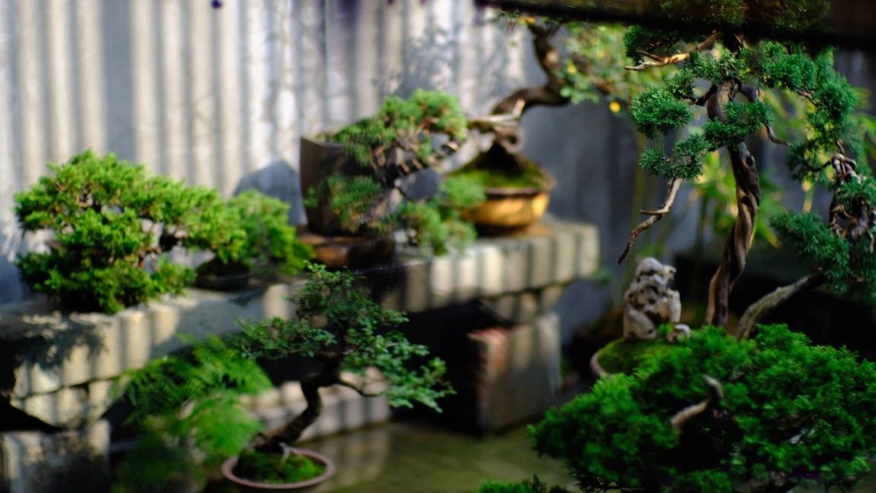 一個(gè)小院，收拾好了，便可安吾生之愿~